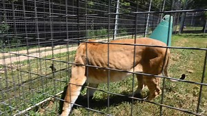 Fergy, the liger, is seeing her new habitat for the first time. She has moved from the Discovery Area to Rescue Ridge. Keepers noticed that Fergy preferred more solitude and had become less interested in being in view of the public. She began spending more time in her den when people were around. Rescue Ridge is not on the regular tour loop, resulting in fewer visitors and a quieter environment. While Fergy was in the onsite hospital for a routine exam, the decision was made to move Kiara to Fer