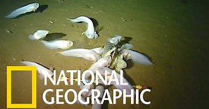 住在海溝底部馬里亞納獅子魚 - 國家地理雜誌中文網