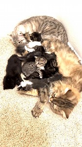 581K views · 1.3K reactions |  Catherine's living her best life with Queen Roma and her precious kittens.  | Cyrus | Facebook