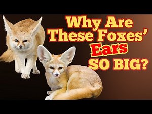 How Its ENORMOUS Ears Help The Fennec Fox Survive