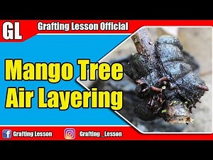 Air Layering Mango Fruit Trees Before and After