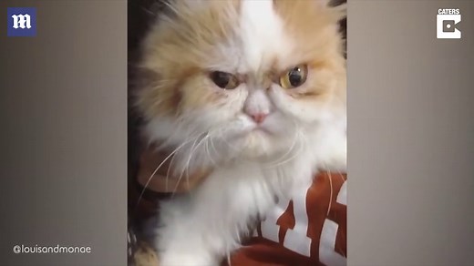 Meet the all-new 'grumpy' cat who just looks permanently angry