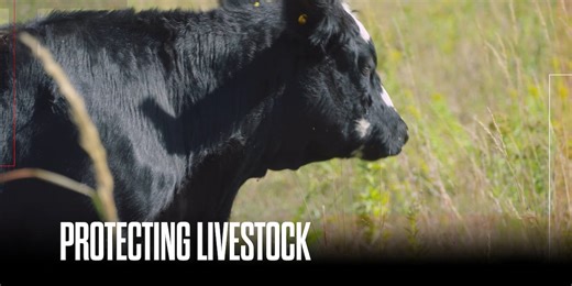 A critical shortage of vets could threaten America’s food supply