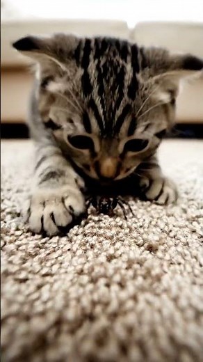 🪲😺 Kitten Playing With a Tiny Bug