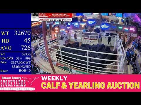 Angus Verified Calf Sale LIVE | 1,500+ Head at Beaver County Stockyards | Jan 27, 2026