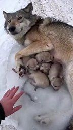 I help rescue a wolf family trapped upright in snow #wildliferescue #rescue #fypシ #POVRescue #FrozenAnimals #WinterRescue #saveanimals | Saving Animal