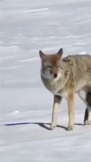 Wild Wolf Mating Behavior in the Snow#Wolf #WolfBreeding #Wildlife #AnimalBreeding #Nature