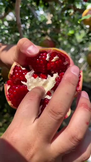 Pomegranate Orchards farms walkthrough video