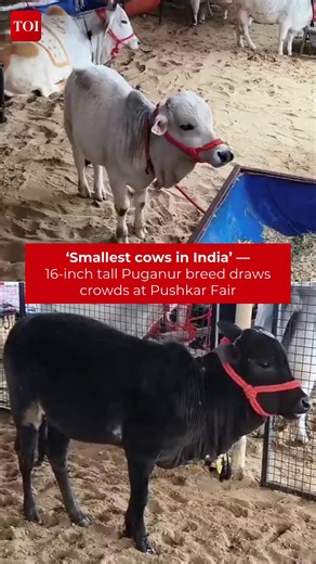 Smallest cow stands just 16 inches tall 🐄 Visitors marvel at the tiny #Puganur cows — India’s smallest cattle breed — showcased by #Jaipur’s Abhinav Tiwari at the International Pushkar Cattle Fair in #Rajasthan. #Jaipur #pushkar #dwarfcattle #cows | The Times of India