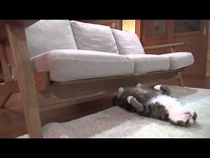 いろいろなねこ１７。-Maru&Hana4.-