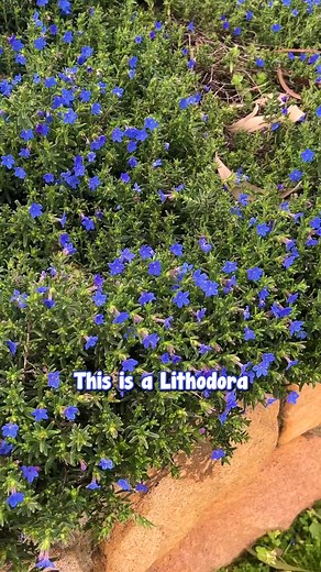 Discover Lithodora Diffusa Grace Ward for Your Garden