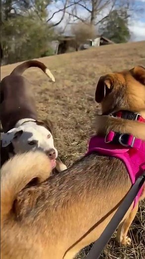 Meet Hunter a Retriever, Labrador currently available for adoption! 2/4/2025 11:44:49 AM