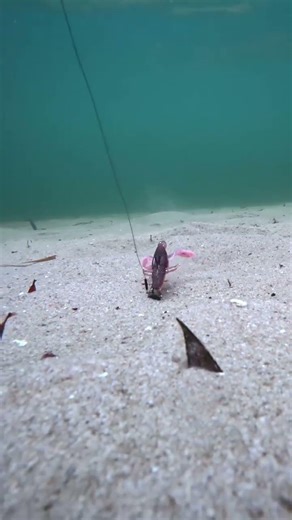The perfect crayfish imitation 🎣
