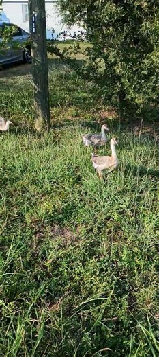 October 1, 2025 - African Geese explaining why they shouldn't have to go back in the yard