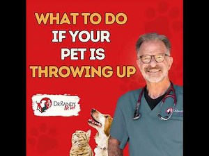 Your Pet is Vomiting: Do THIS First