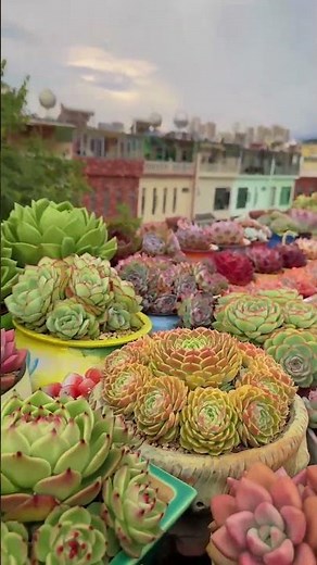 Beautiful succulent collection 🪴