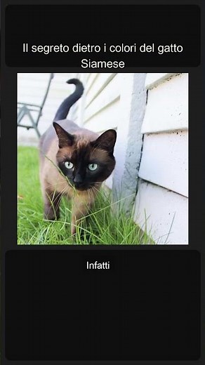Il segreto dietro i colori del gatto Siamese #Shorts