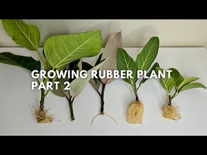 #134 Propagating A Stunning Plant with Thick and Glossy Leathery Leaves | Rubber Plant