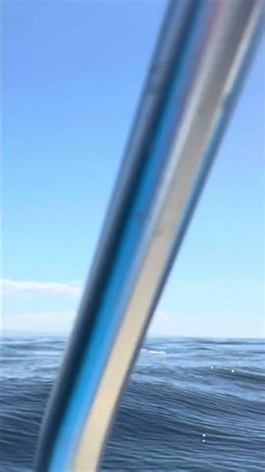 Shocked Boaters Capture 'Incredibly Rare' Triple Whale Breach