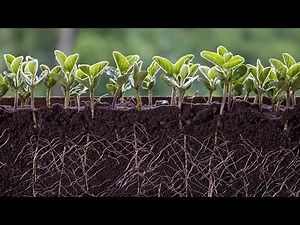 You Won't Believe What the Science of Soil Reveals! (3 Minutes)