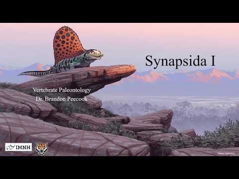 Lecture 12: Synapsida I