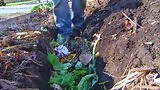 Compost Trench - Gardening Australia