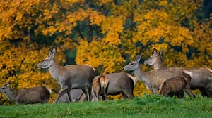 Deer, Rutting Season, Antler. Free Stock Video