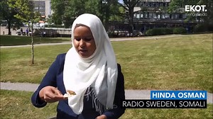 3.7K views · 61 reactions | It's surströmmingspremier! The day when this year's batch of surströmming, Sweden's notoriously stinky fermented herring delicacy, is launched. But how do people with different cultural backgrounds respond to this most Swedish of taste experiences? Reporters from Radio Sweden's Somali, Kurdish, Persian and English groups put themselves forward as brave volunteers to find out. | Radio Sweden | Facebook