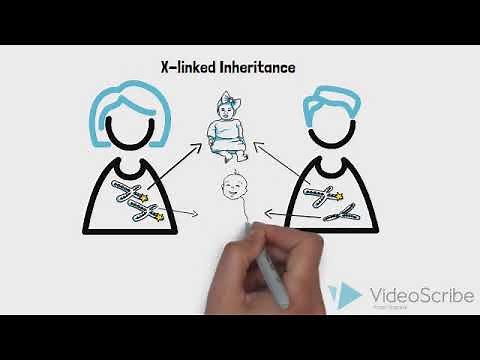 Genetic Diseases 2: X-linked inheritance