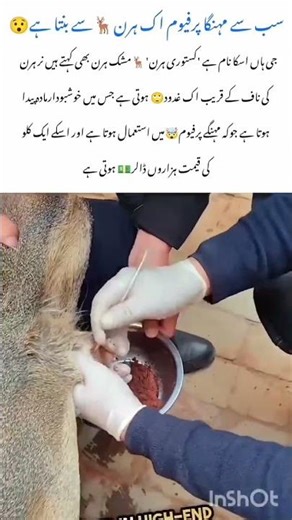 Alpaca’s Gross Defense Trick! 🤢#Alpaca #amazingnature #naturefacts #wildlifefacts #ytshorts