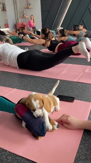 Training a Beagle Puppy: Essential Tips and Techniques