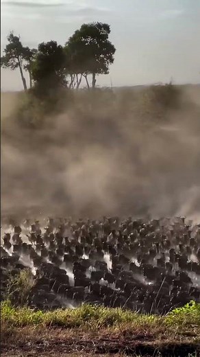 Welcome to African Safari Guide – Your Ultimate Wildlife Adventure Channel! 🦁🌍