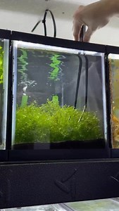 9.1K views · 277 reactions | When I Added Subwassertang & Pygmy Sunfish To My Spiderwood Scape! 朗 #aquascape #pygmysunfish #plantedtank #subwassertang #dakuaquatics | Daku Aquatics | Facebook