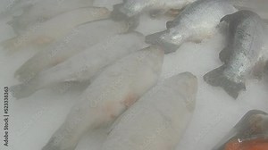 Freshly salted fish for sale in a supermarket