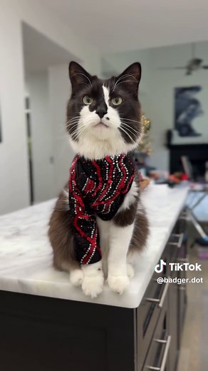 Taylor Swift 'Reputation' Cat Costume DIY