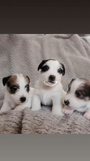 Allevamento Magna Graecia Jack Russell on Reels