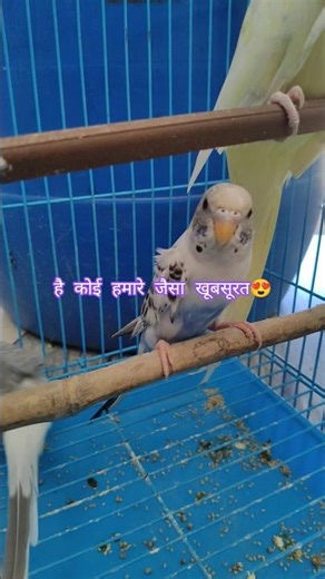 Beautiful Excotic Birds #ytshorts #dj #music #birds #ytshortsvideo