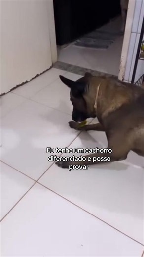 Lobo e seu instinto de pai: cachorro protetor e cuidador