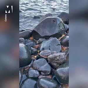 You can do it little turtle dudes! | Metro