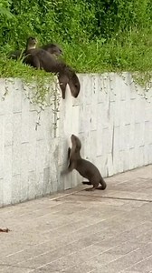 12 reactions · 3 comments | Teamwork - everyone has it on their resume, as a default, who can share a case study where they have repeatedly shown teamwork? Video credit: @otter.igworld | Catalyst Solutions | Facebook