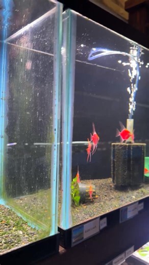 Blue lagoon Pet Store on Reels