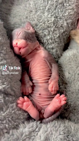 Sphynx Cat Moments: Sleepy Kittens in Their Element