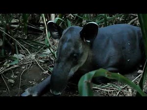 Brazilian Tapirs - Guardians of the Rainforest