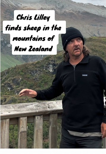 Chris Lilley's New Zealand Sheep Adventure