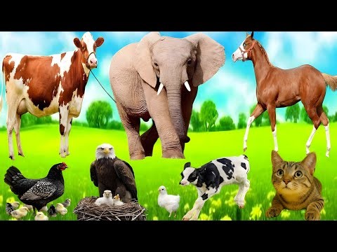 Cute Animals Sounds: Puppy, Kitten, Duck, Goat, Rabbit & More | Adorable Animals Moments Compilation