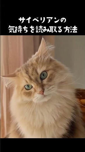 How to read your Siberian cat's mind😼📚