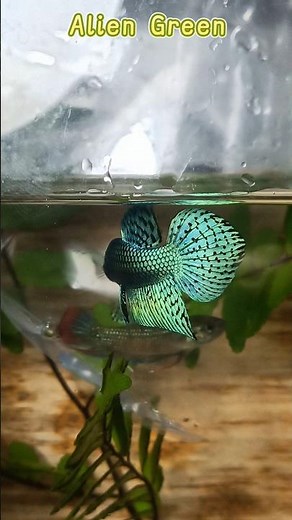 Quá Trình Phát Triển Của Lia Thia Hoang Dã Alien Green Như Thế Nào ? #alien