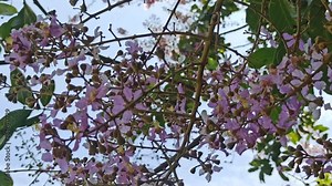 Lagerstroemia speciosa
