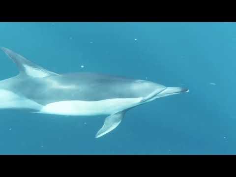 Звуки дельфинов для глубокого сна – 2 часа океанического расслабления