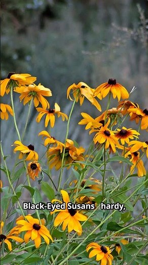 🌼 Easy Yellow Flowers Anyone Can Grow! 🌻